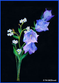 drawing of bluebells
