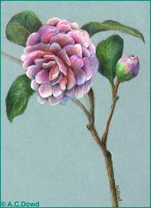 Pink Camelia on a blue board
