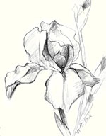 iris drawing