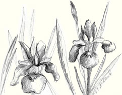 drawing of irises