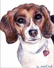 prismacolor drawing of a Beagle