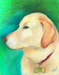 prismacolor drawing of a yellow lab dog