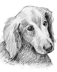 pencil drawing of a Golden Retriever dog