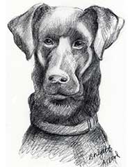 pencil drawing of a black lab dog