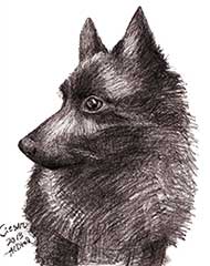pencil drawing of a black dog