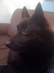 photo of a black dog
