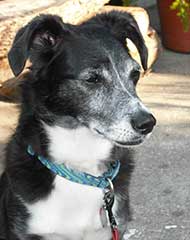 photo of a dachshound border collie mix dog
