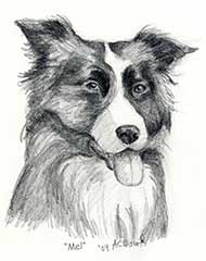 pencil drawing of a border collie dog
