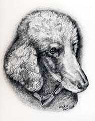pencil drawing of a gray poodle