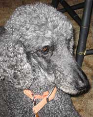 photo of a gray poodle