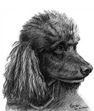 pencil drawing of a black poodle