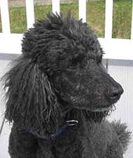 photo of a black poodle