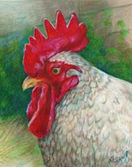 prismacolor pencil drawing of a rooster