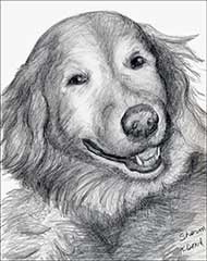 pencil drawing of a golden retriever smiling