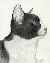 pencil drawing of a tuxedo kitten with color added