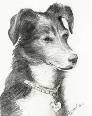 pencil sketch of a dachshound border collie mix dog