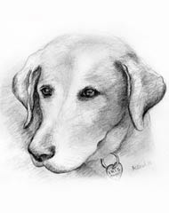 pencil drawing of a yellow lab dog