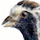 quail icon