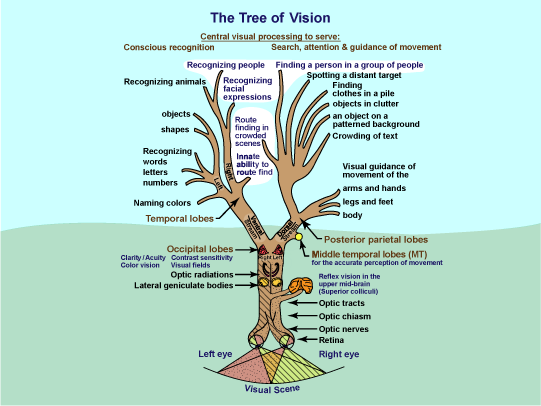 Tree of Vision diagram