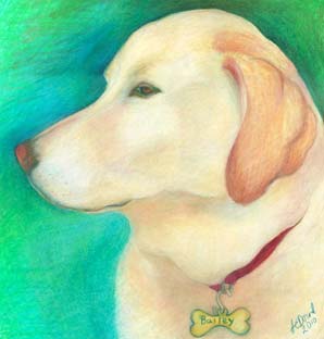 portrait of yellow labrador retriever