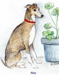 Italian Greyhound