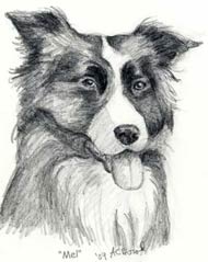 Border Collie